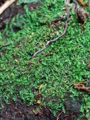 Fuscocephaloziopsis lunulifolia