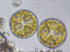Coscinodiscales
