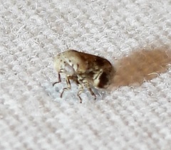 Clastoptera laevigata