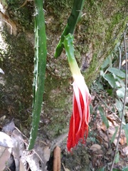 Disocactus speciosus
