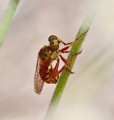Callinicus pictitarsis