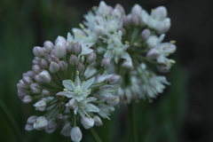 Allium denudatum