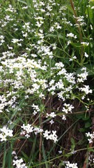 Arabidopsis halleri
