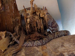 Trimorphodon paucimaculatus