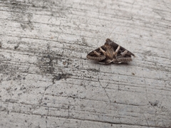 Melipotis perpendicularis