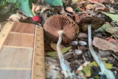 Psilocybe allenii