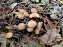 Psilocybe allenii