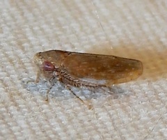 Paraphlepsius continuus