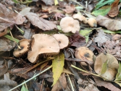 Psilocybe allenii