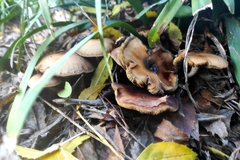 Psilocybe allenii