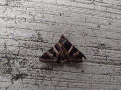 Melipotis perpendicularis