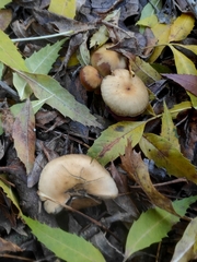 Psilocybe allenii