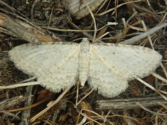 Eupithecia cretaceata