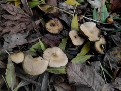 Psilocybe allenii