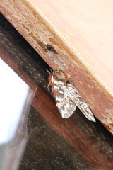 Ormiscodes schmidtnielseni