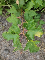 Acer tataricum