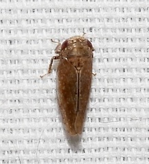 Paraphlepsius continuus