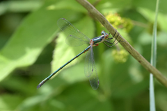 Lestes dryas