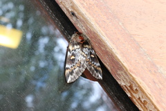 Ormiscodes schmidtnielseni