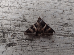 Melipotis perpendicularis