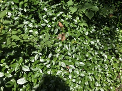 Vinca minor