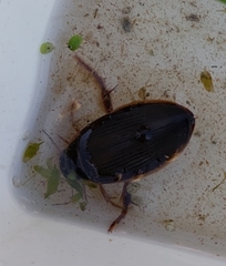 Dytiscus marginalis