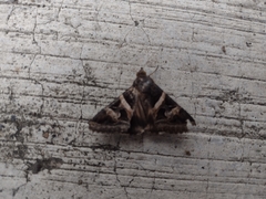 Melipotis perpendicularis