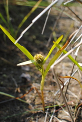 Sparganium glomeratum