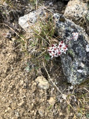 Micranthes nelsoniana