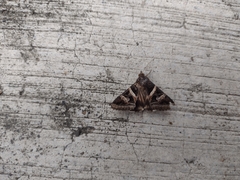 Melipotis perpendicularis