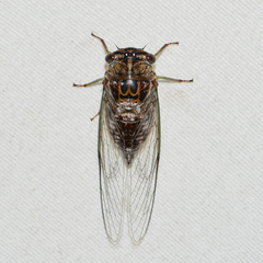Diceroprocta vitripennis