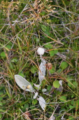 Craspedia lanata lanata