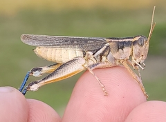 Melanoplus packardii