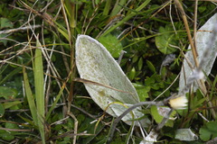 Craspedia lanata lanata