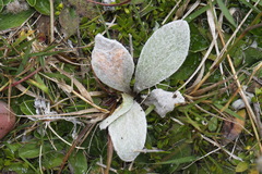 Craspedia lanata lanata