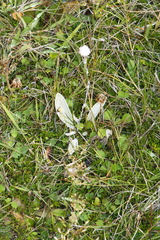 Craspedia lanata lanata