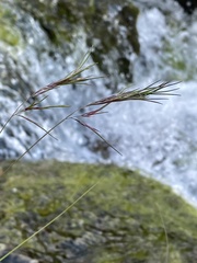 Festuca vivipara