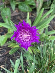 Stokesia
