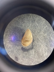 Mytilopsis leucophaeata