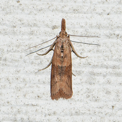 Macrorrhinia endonephele