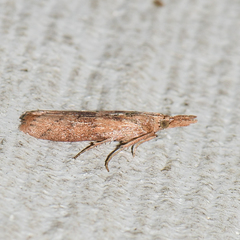 Macrorrhinia endonephele