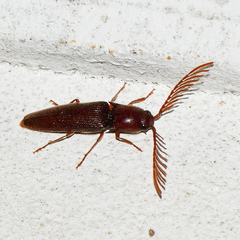 Dicrepidius palmatus
