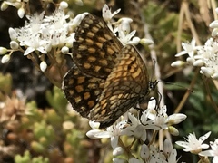 Melitaea diamina