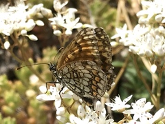 Melitaea diamina