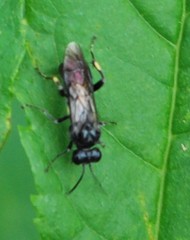 Macrophya ribis