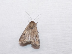 Spodoptera exempta