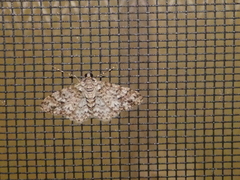 Myrioblephara desumpta