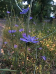 Cichorium intybus
