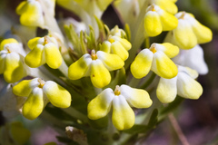 Castilleja campestris