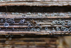 Pyrenopeziza carduorum